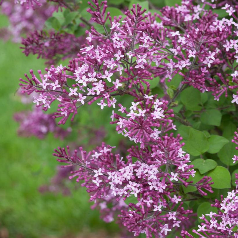 LILAC  - REBLOOMING (SYRINGA X BLOOMERANG) `DARK PURPLE` - TREE - In Store Pickup