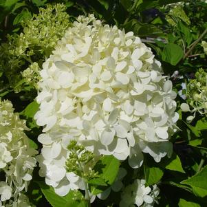 HYDRANGEA PAN. `LIMELIGHT PRIME` - TREE - In Store Pickup