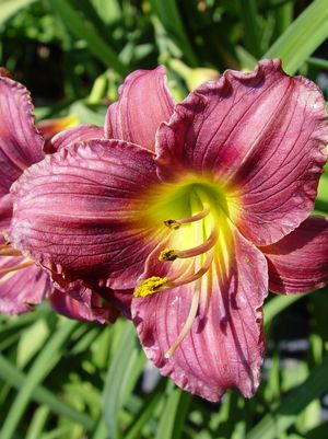 DAYLILY (HEMEROCALLIS) `Little Grapette` - In Store Pickup