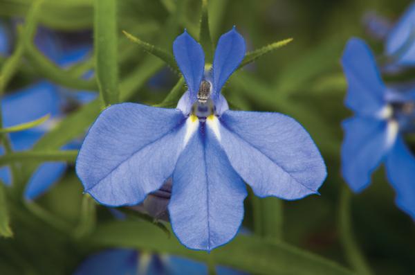 10" Lobelia Hanging Basket - In Store Pickup