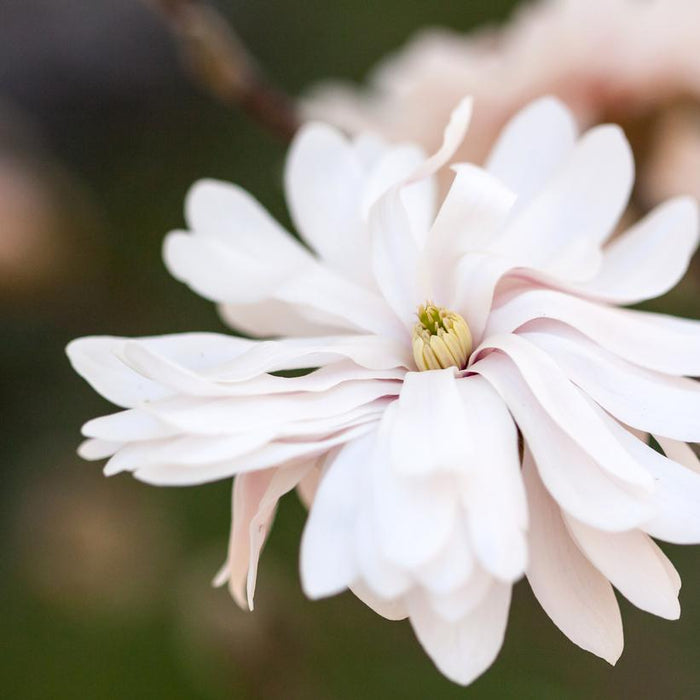 MAGNOLIA STELLATA `CENTENNIAL BLUSH` - In Store Pickup