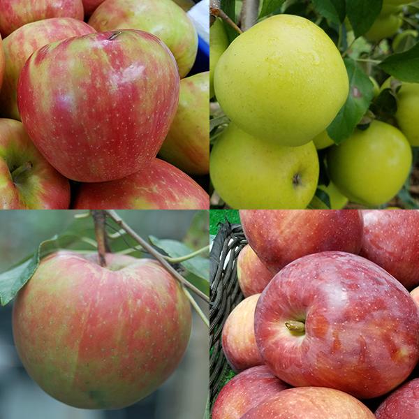 APPLE (MALUS) 4 in 1 COLD CLIMATE  - In Store Pickup