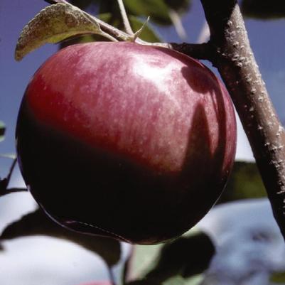APPLE (MALUS) `MCINTOSH` - In Store Pickup