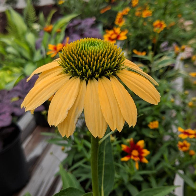 CONEFLOWER (ECHINACEA) PURPUREA `MELLOW YELLOWS` - In Store Pickup