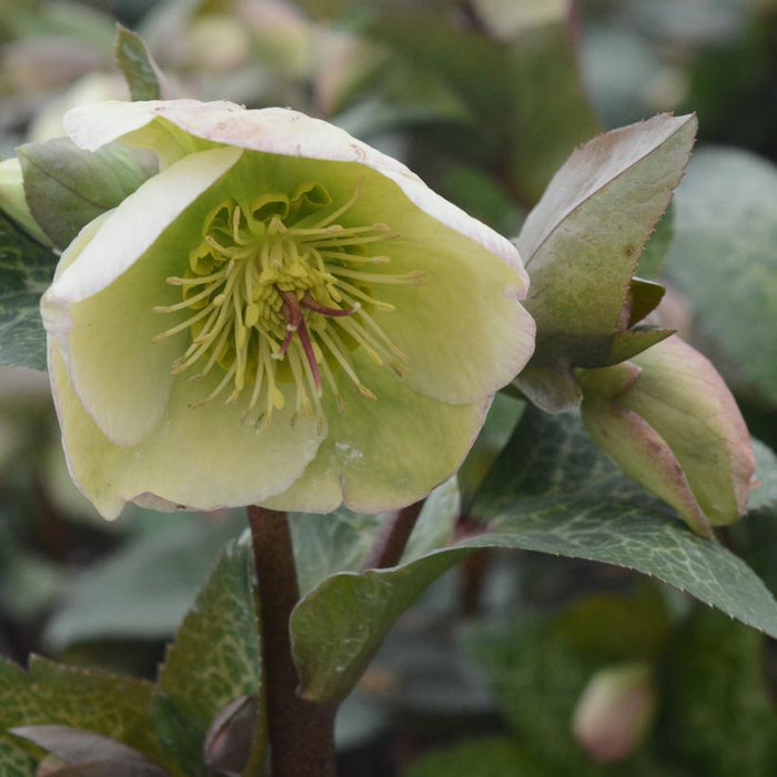 HELLEBORUS X FROSTKISS `MOLLY'S WHITE` LENTEN ROSE - In Store Pickup