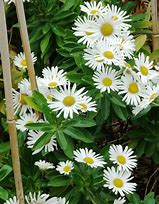 Montauk Daisy (Nipponanthemum Nipponicum) - In Store Pickup