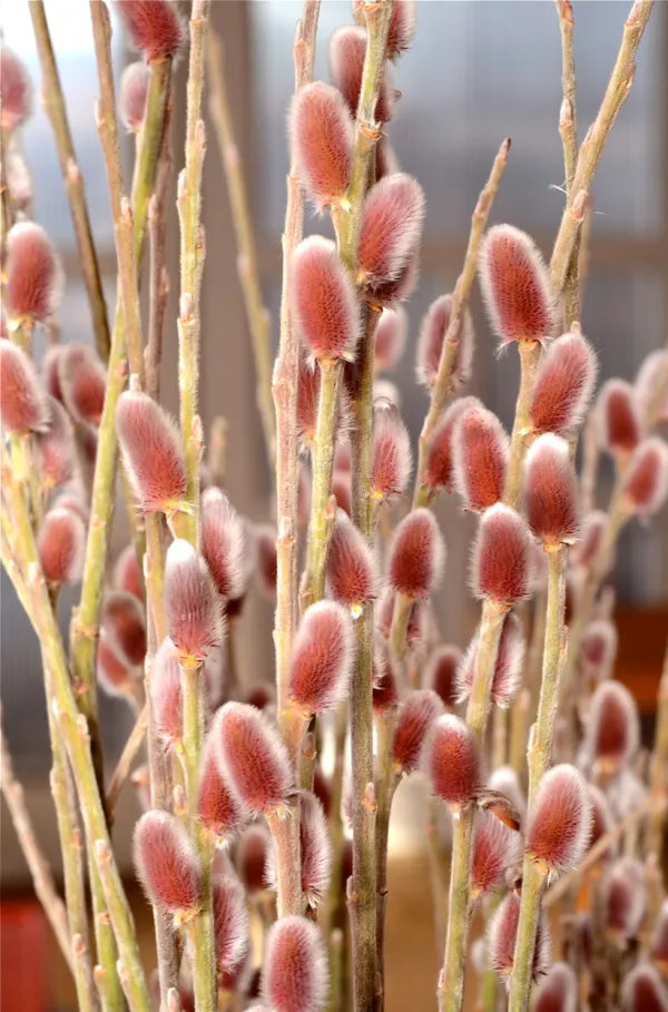SALIX GRACILISTYLA 'MT. ASO' - PUSSY WILLOW - In Store Pickup