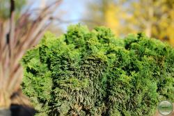 Cypress (Chamaecyparis obtusa) 'Nana Gracilis' Dwarf Hinoki Cypress - In Store Pickup