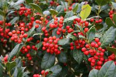 NELLIE STEVENS HOLLY (ILEX X `NELLIE STEVENS`) - In Store Pickup