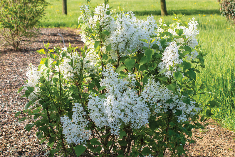 SYRINGA VULGARIS NEW AGE  `WHITE` - In Store Pickup