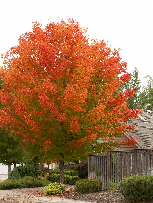 RED MAPLE (ACER RUBRUM) `OCTOBER GLORY` - In Store Pickup