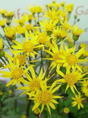 GOLDEN RAGWORT (PACKERA AUREA) - In Store Pickup