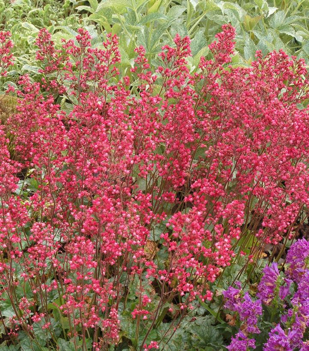CORAL BELLS (HEUCHERA X CITY) `PARIS` - In Store Pickup
