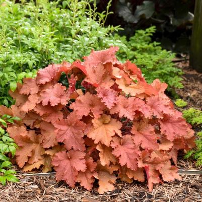 CORAL BELLS (HEUCHERA HYBRID PRIMO) 'PEACHBERRY ICE' - In Store Pickup