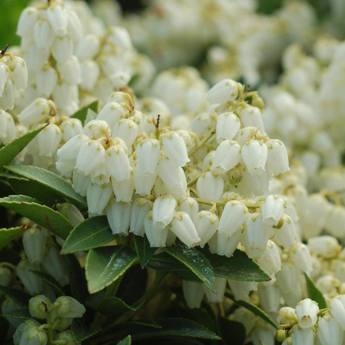 ANDROMEDA (PIERIS JAPONICA) DWARF `CAVATINE` - In Store Pickup