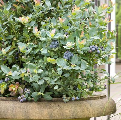 BLUEBERRY (VACCINIUM X) 'PINK ICING' - Shipped