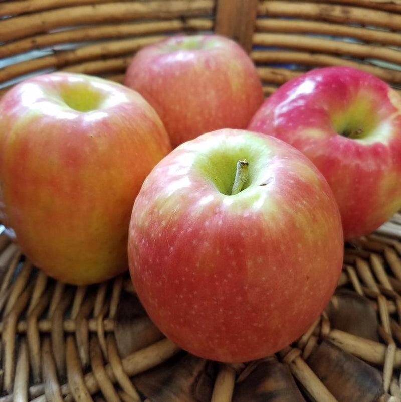 APPLE (MALUS)  `PINK LADY` - In Store Pickup