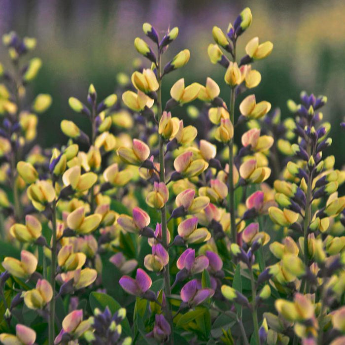 BAPTISIA hybrid DECADENCE `DELUXE PINK LEMONADE` - FALSE INDIGO - In Store Pickup