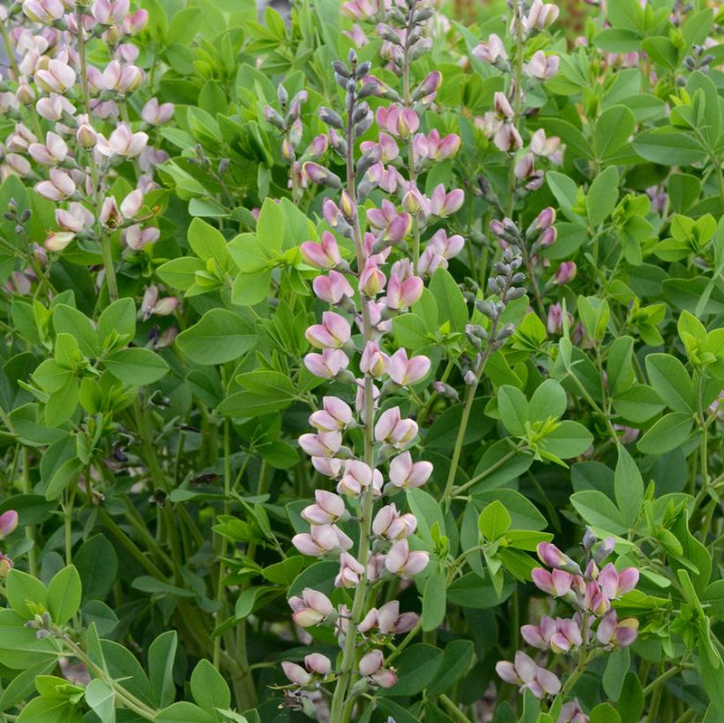 BAPTISIA hybrid DECADENCE `PINK TRUFFLES` - FALSE INDIGO - In Store Pickup