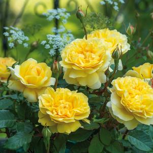 Rose David Austin 'The Poets Wife' English Shrub Rose - In Store Pickup