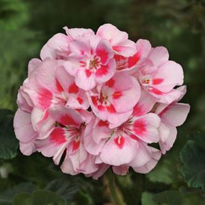 Geranium Zonal - 4.5" - Various Colors - In Store Pickup