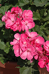 Geranium Zonal - 4.5" - Various Colors - In Store Pickup