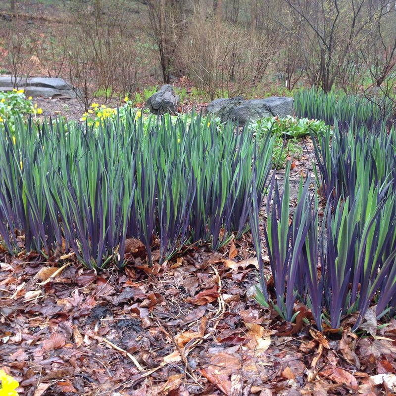 IRIS VERSICOLOR 'PURPLE FLAME' - Northern Blueflag - In Store Pickup