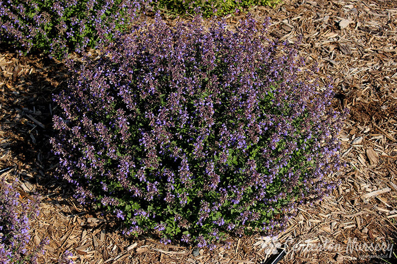 CATMINT (NEPETA) 'PURRSIAN BLUE' DWARF CATMINT - In Store Pickup