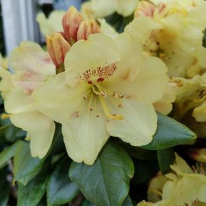 RHODODENDRON MIYAMA `GOLD PRINZ` - In Store Pickup