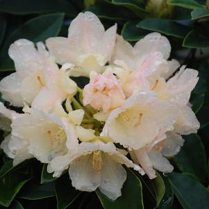RHODODENDRON YAK. 'GOLDEN TORCH' - In Store Pickup
