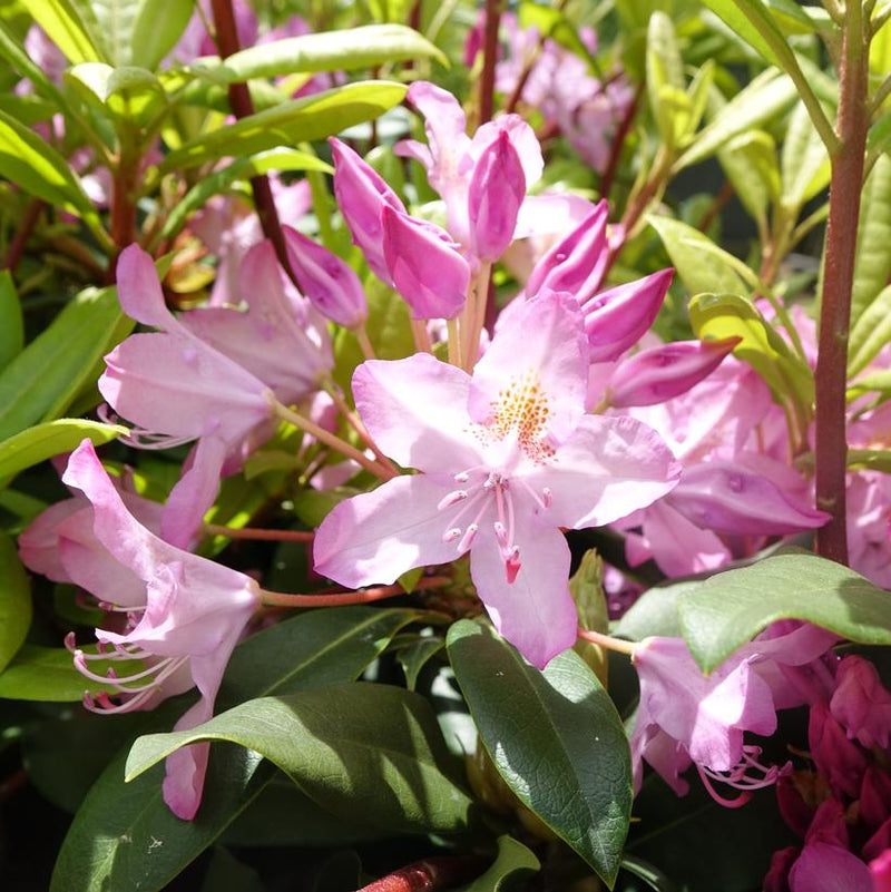 RHODODENDRON MAXIMUM `INDEPENDENCE` ROSEBAY - In Store Pickup