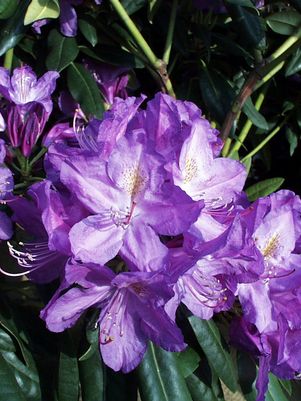 RHODODENDRON C. `LEE`S DARK PURPLE` - In Store Pickup