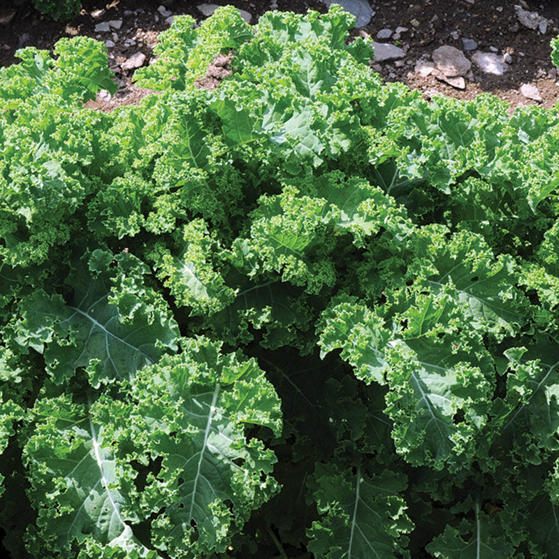 Kale - 6 Pack - In Store Pickup