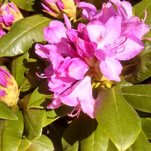 RHODODENDRON CAT. `ROSEUM ELEGANS` - In Store Pickup