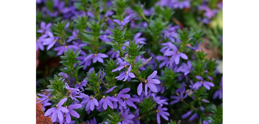 Scaevola 4" - In Store Pickup
