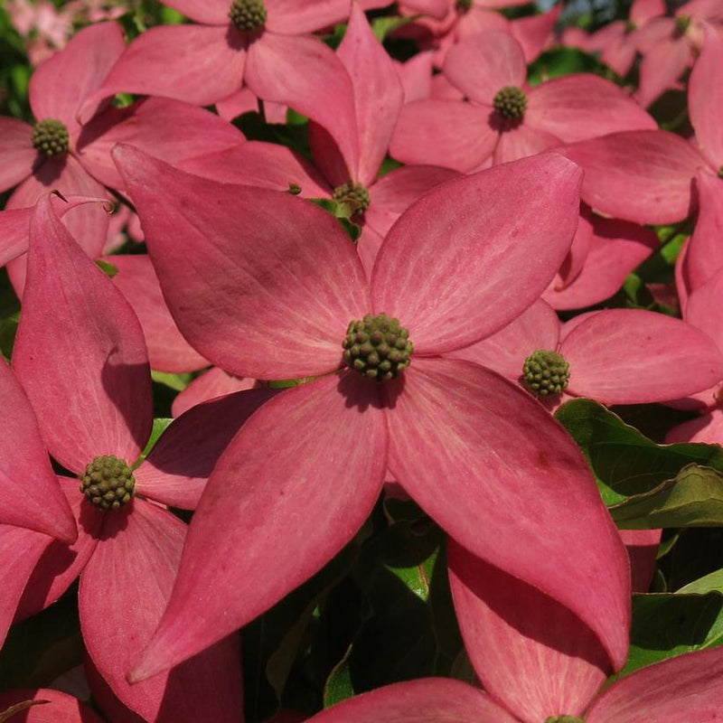 DOGWOOD (CORNUS KOUSA) `SCARLET FIRE` - In Store Pickup