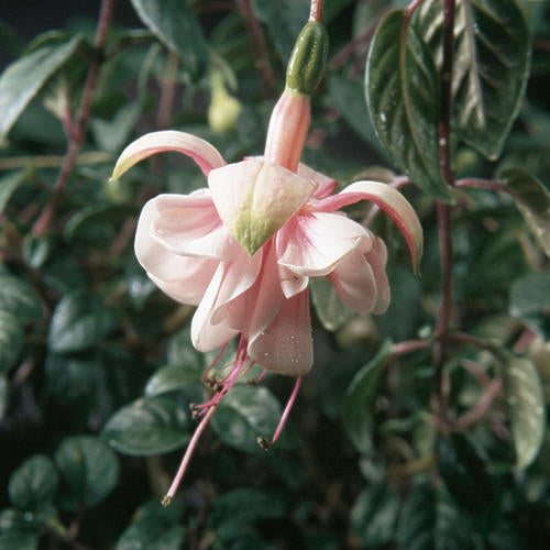 10" Fuchsia Hanging Basket  -  Multiple - In Store Pickup