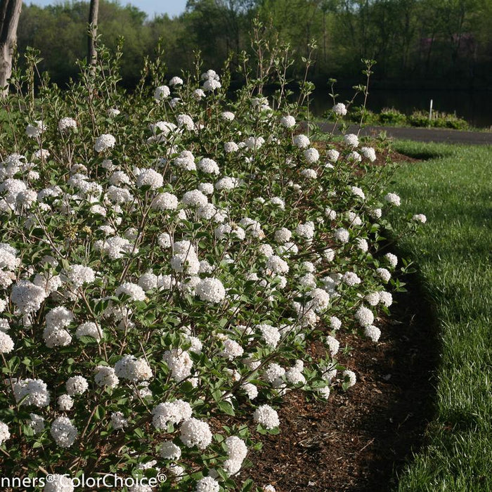 Viburnum Koreanspice (Viburnum carlesii) 'Spice Baby™'