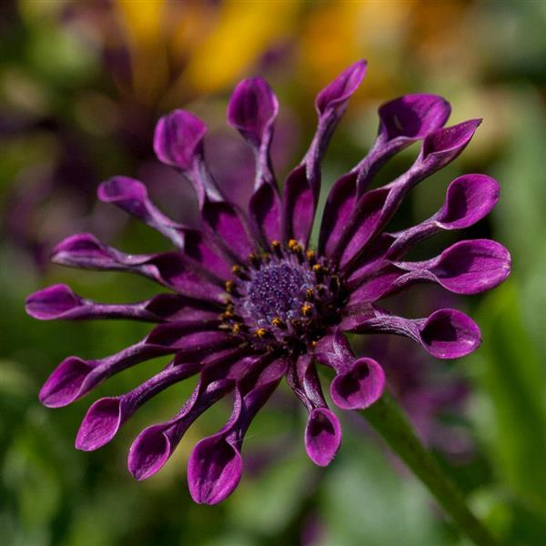 OSTEOSPERMUM - AFRICAN DAISY - Various - In Store PIckup