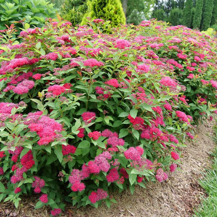 SPIRAEA JAP. 'DOUBLE PLAY DOOZIE' - In Store Pickup