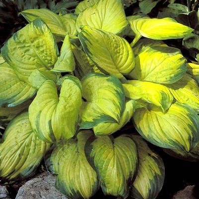 HOSTA `STAINED GLASS` - In Store Pickup