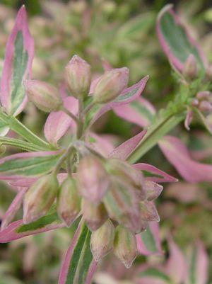 Jacobs Ladder (Polemonium) "Stairway to Heaven" - In Store Pickup