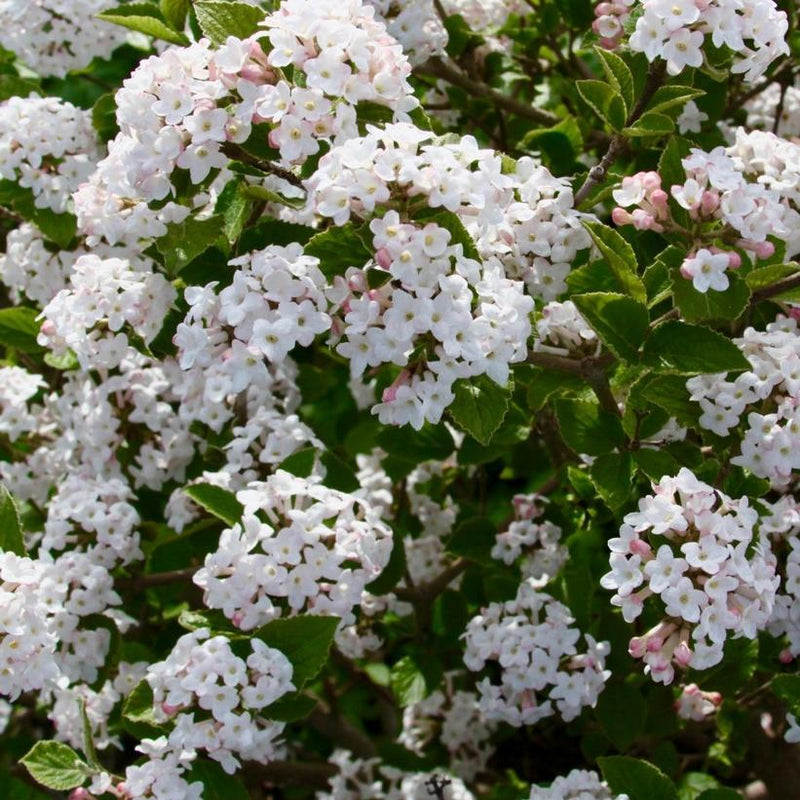 VIBURNUM CARLESII SUGAR N' SPICE - KOREANSPICE VIBURNUM - In Store Pickup