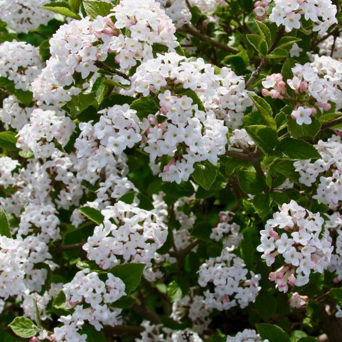 VIBURNUM CARLESII SUGAR N' SPICE - KOREANSPICE VIBURNUM - In Store Pickup