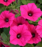PETUNIA (PW SUPERTUNIA) 4" - Various Colors - In Store Pickup