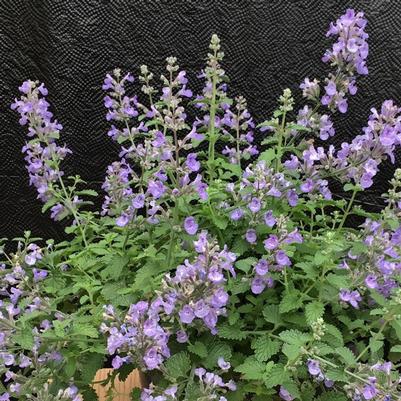 CATMINT (NEPETA FAASSENII) 'SYLVESTER BLUE™' - In Store PIckup