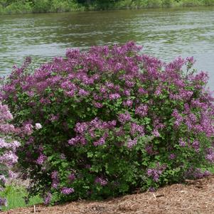 LILAC - RE-BLOOMING (SYRINGA X BLOOMERANG) `DARK PURPLE` - In Store Pickup