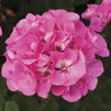 Geranium Zonal - 4.5" - Various Colors - In Store Pickup
