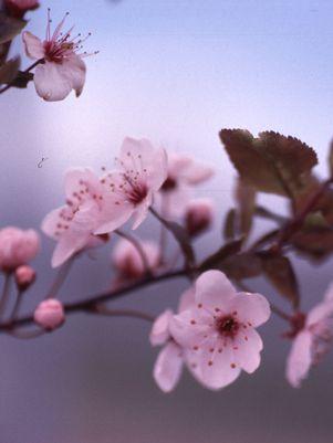 FLOWERING PLUM (PRUNUS CERASIFERA) 'THUNDERCLOUD' - In Store Pickup