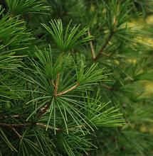 SCIADOPITYS VERTICILLATA `WINTERGREEN` JAPANESE UMBRELLA PINE - In Store Pickup